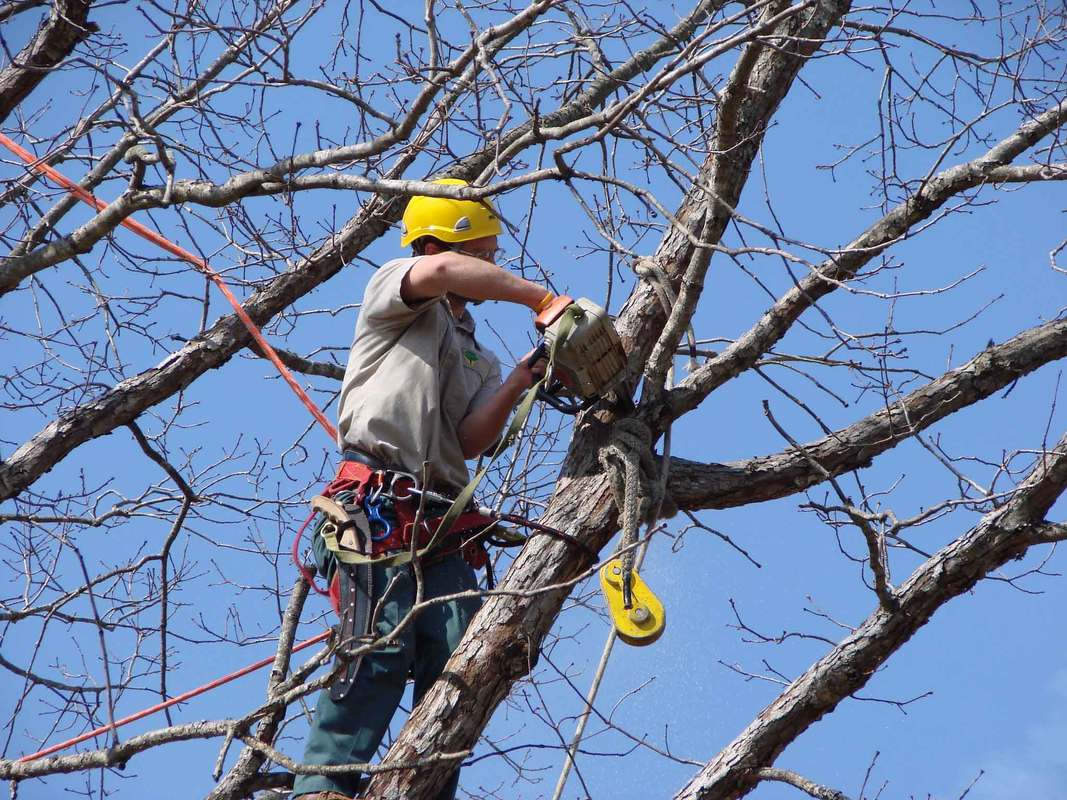 Tampa tree service removing a large tree