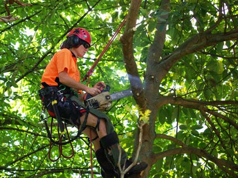 Tampa tree trimming service at work